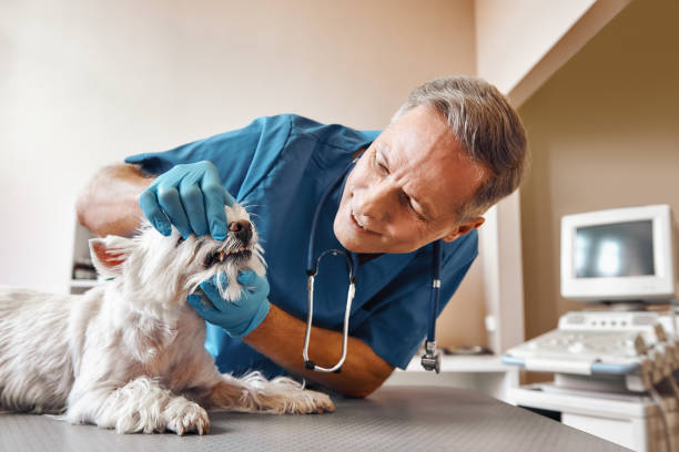 Best Emergency Root Canal Treatment in Dublin, TX